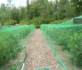 bird protection net