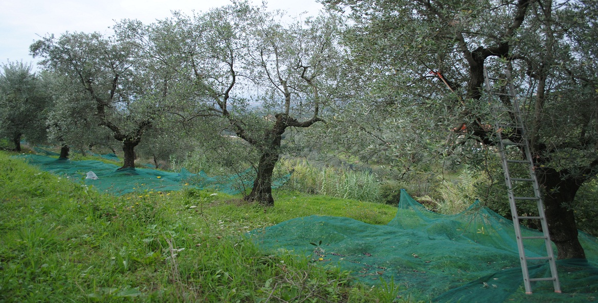 harvesting net