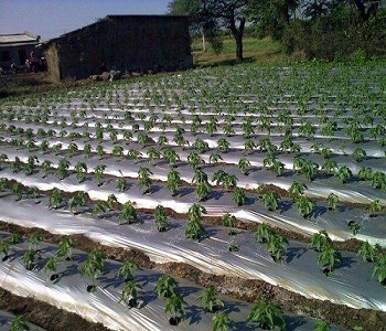 mulching paper